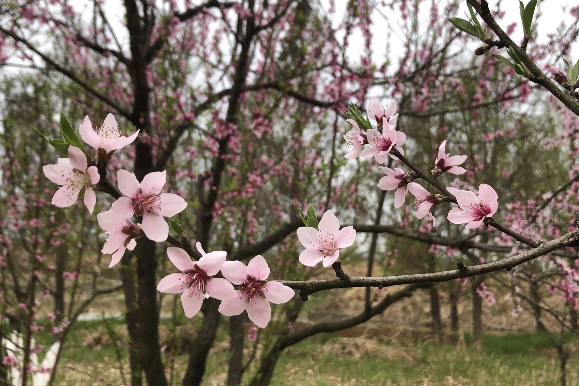 �����h���ϼ�