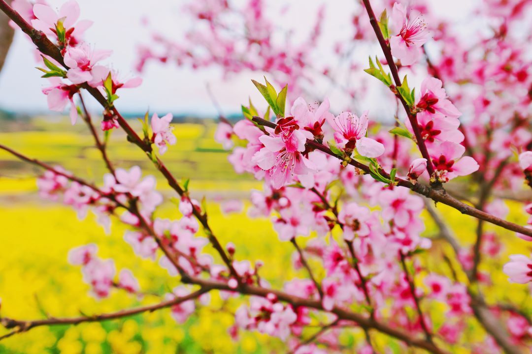 �����h���ϼ�