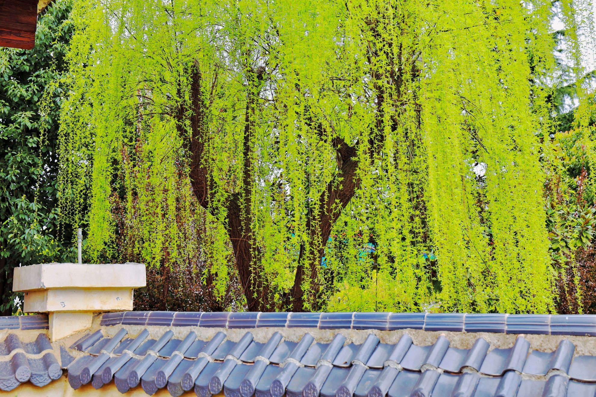 �����h���ϼ�