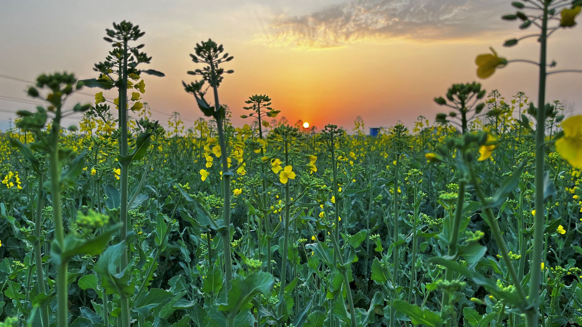 �����h���ϼ�