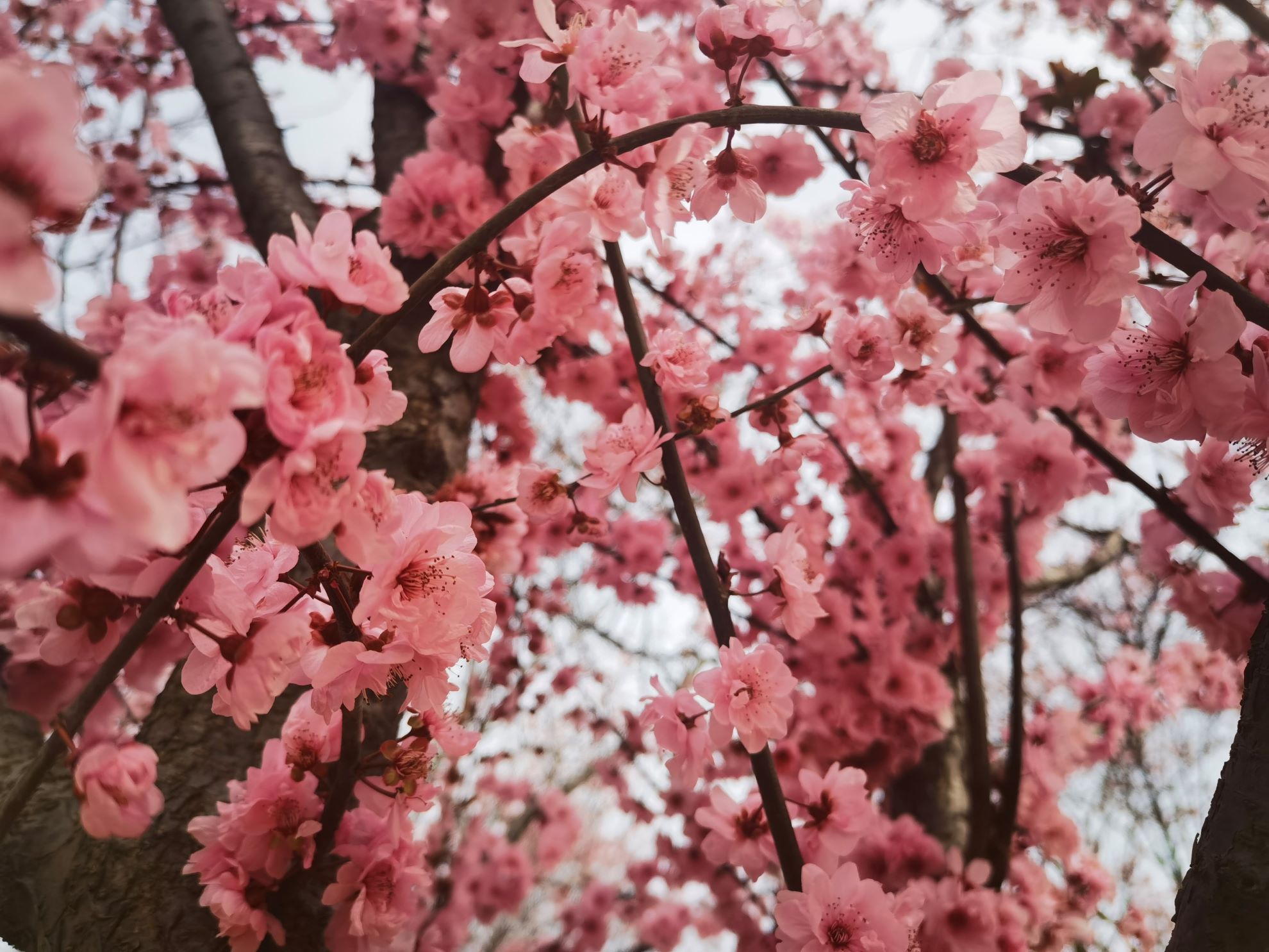 �����h���ϼ�