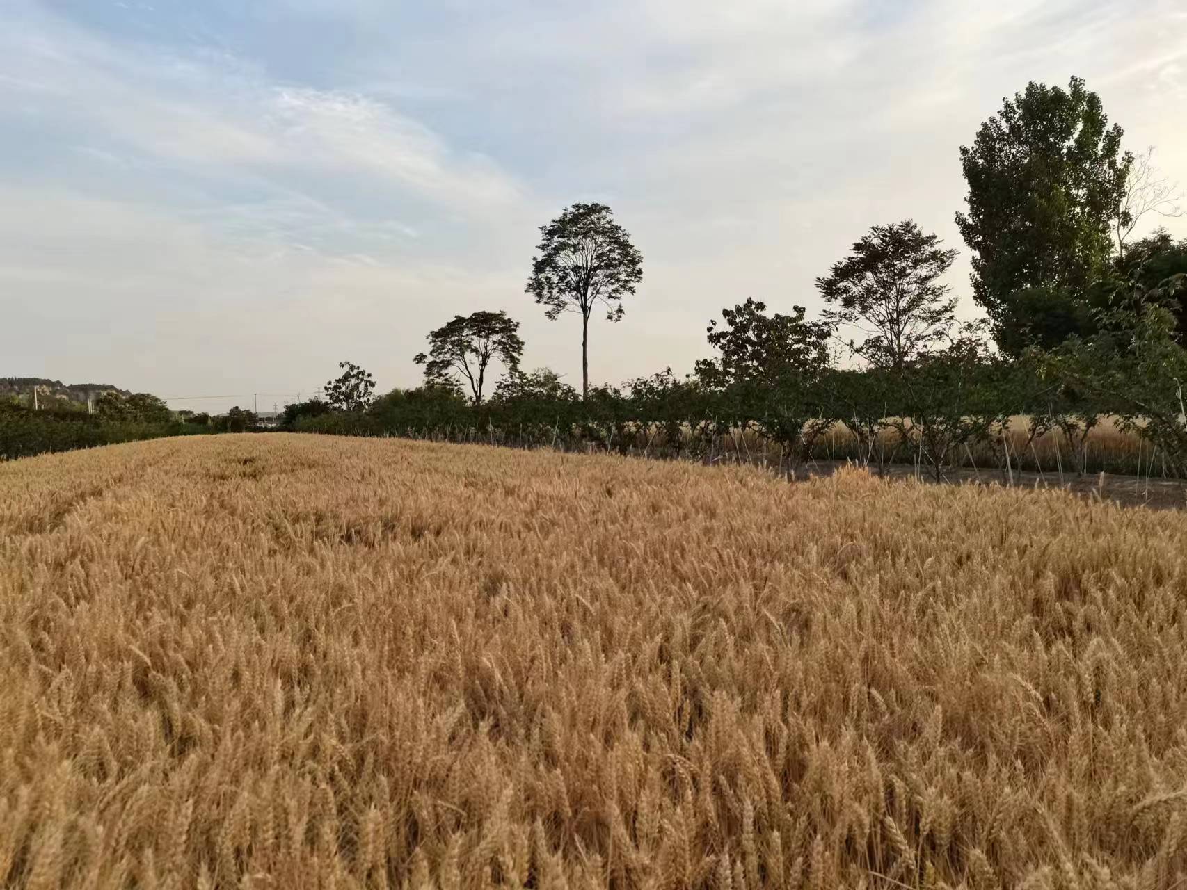 �����S ���Ěw