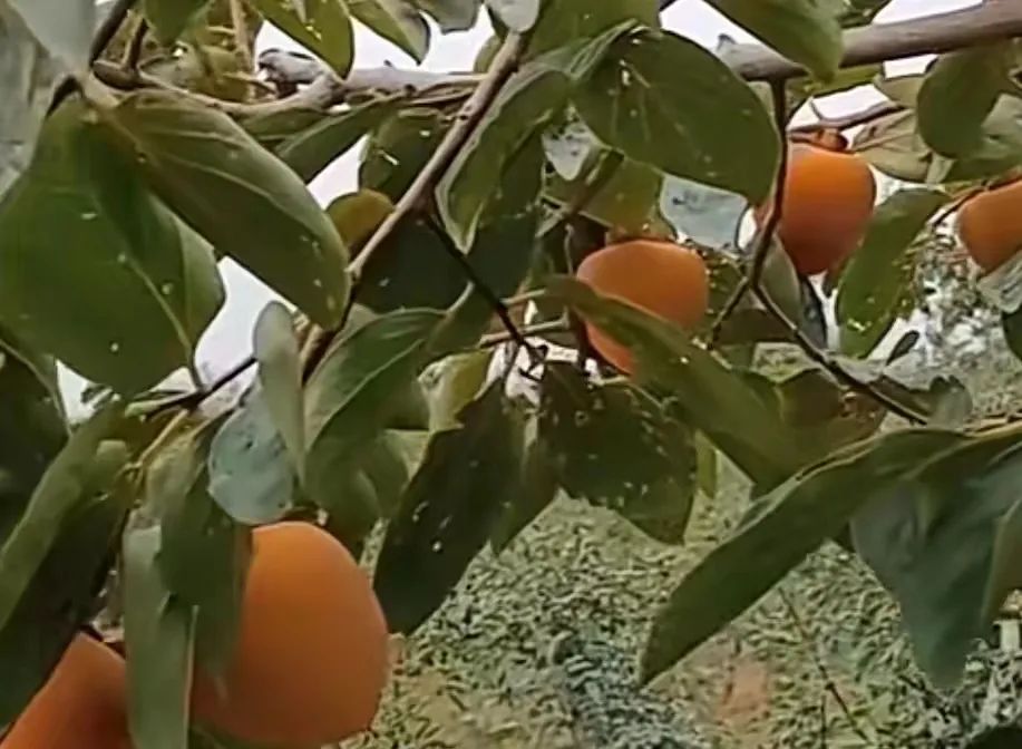 �Ҽҵ�������