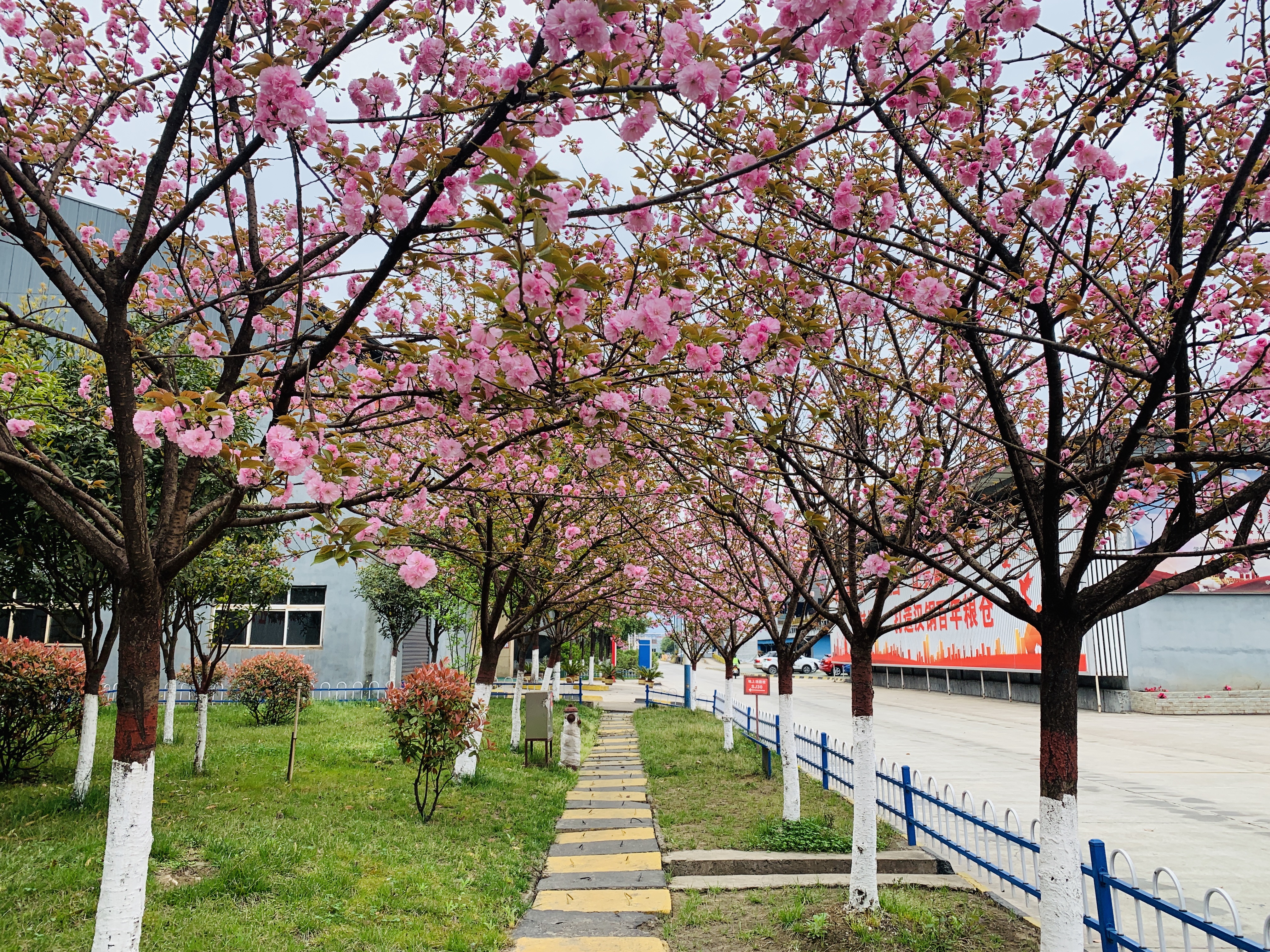 �Գ����B�������߾Gɫ��̼�lչ֮·