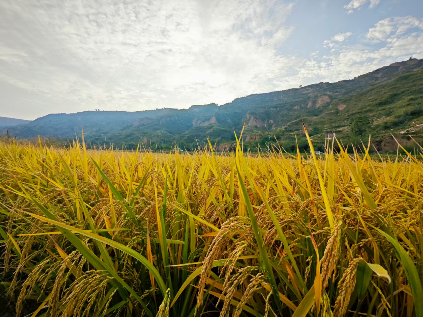 盛裝出席的秋 盛裝出席的秋