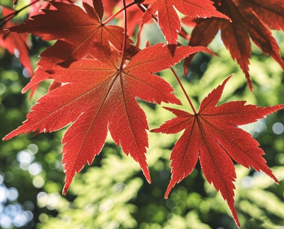 䓳���ɫ�ٴ���