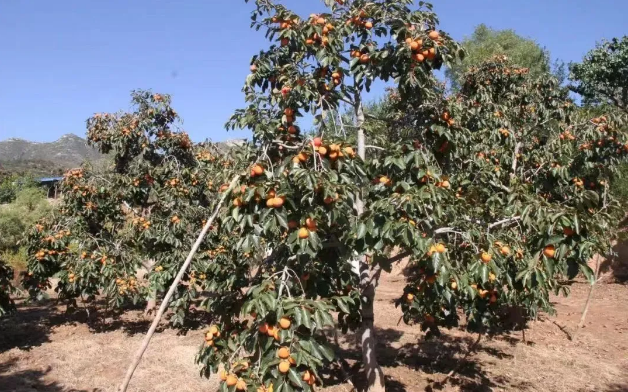 柿香滿園 柿香滿園