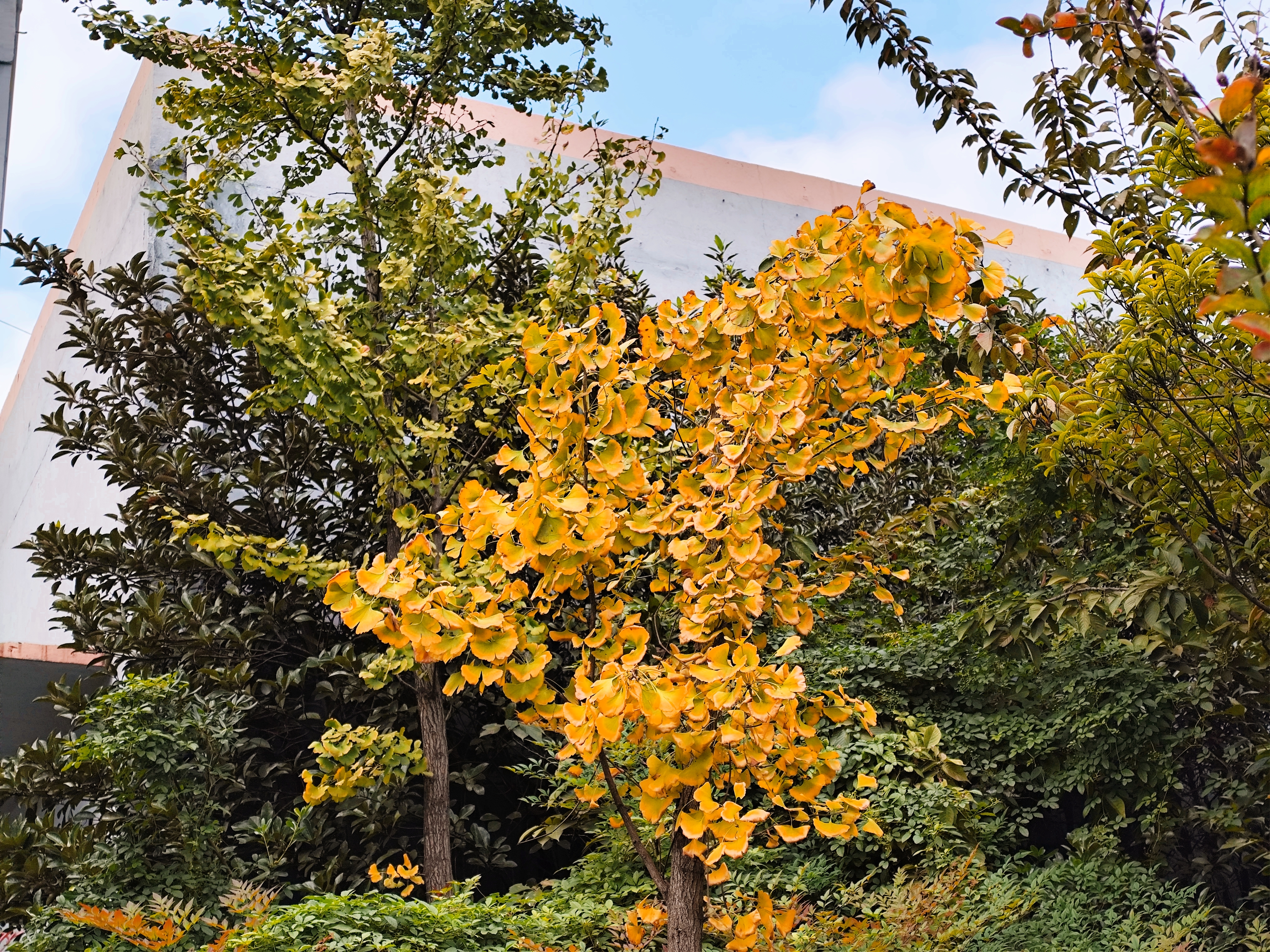 初冬的鋼城 初冬的鋼城