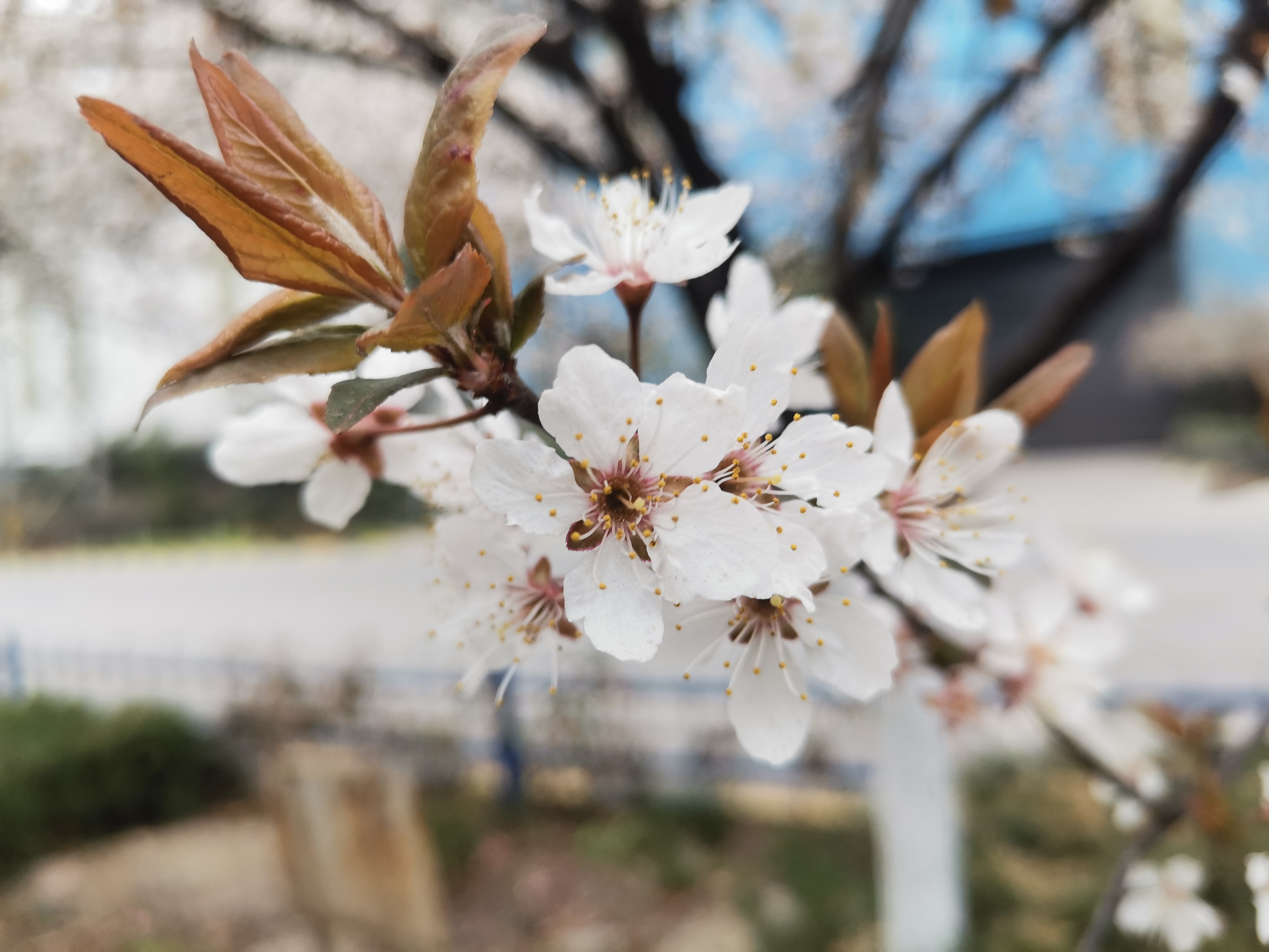 向新而生 鋼城春色惹人憐 向新而生 鋼城春色惹人憐