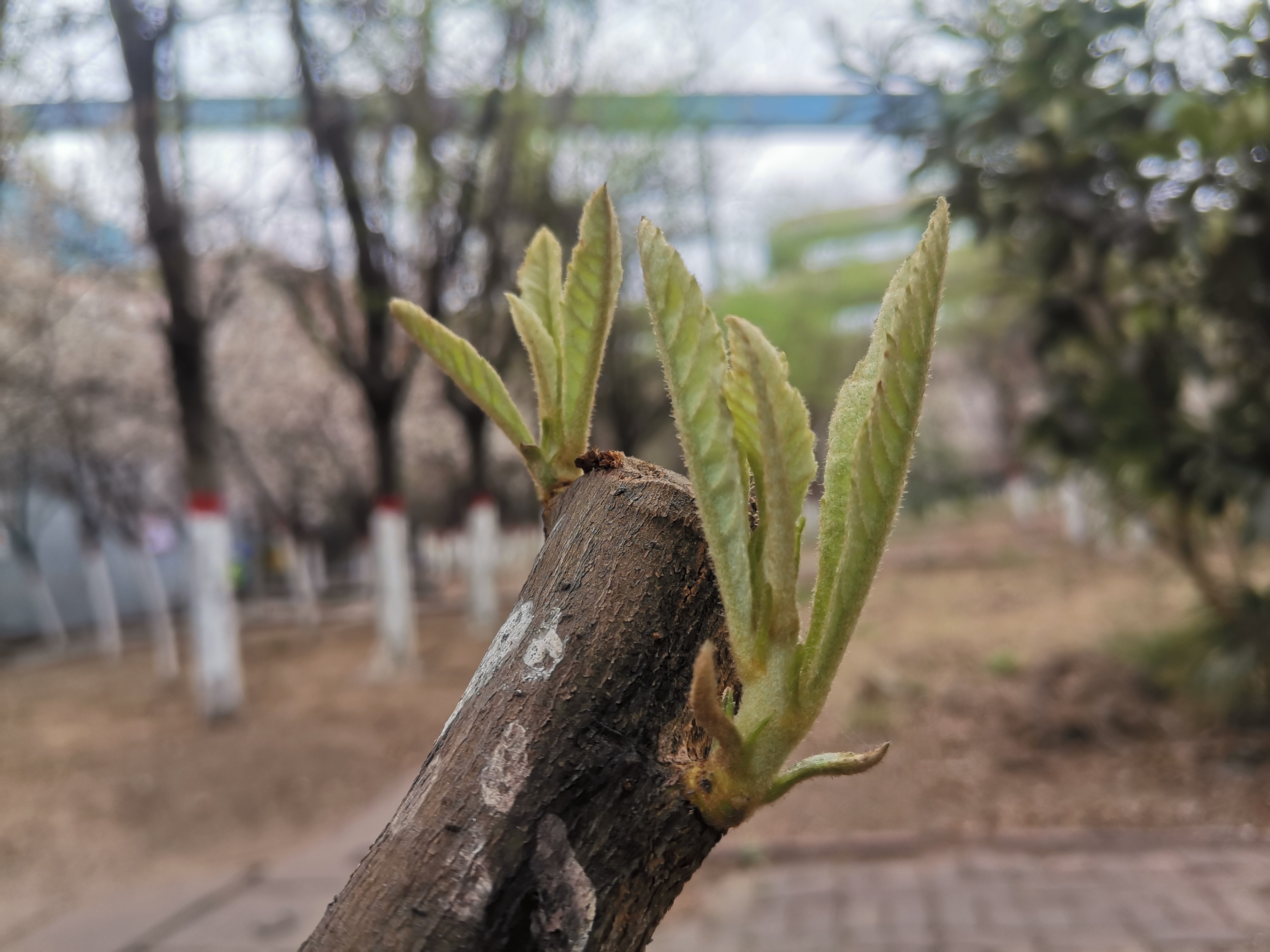 ���¶��� 䓳Ǵ�ɫ���ˑz