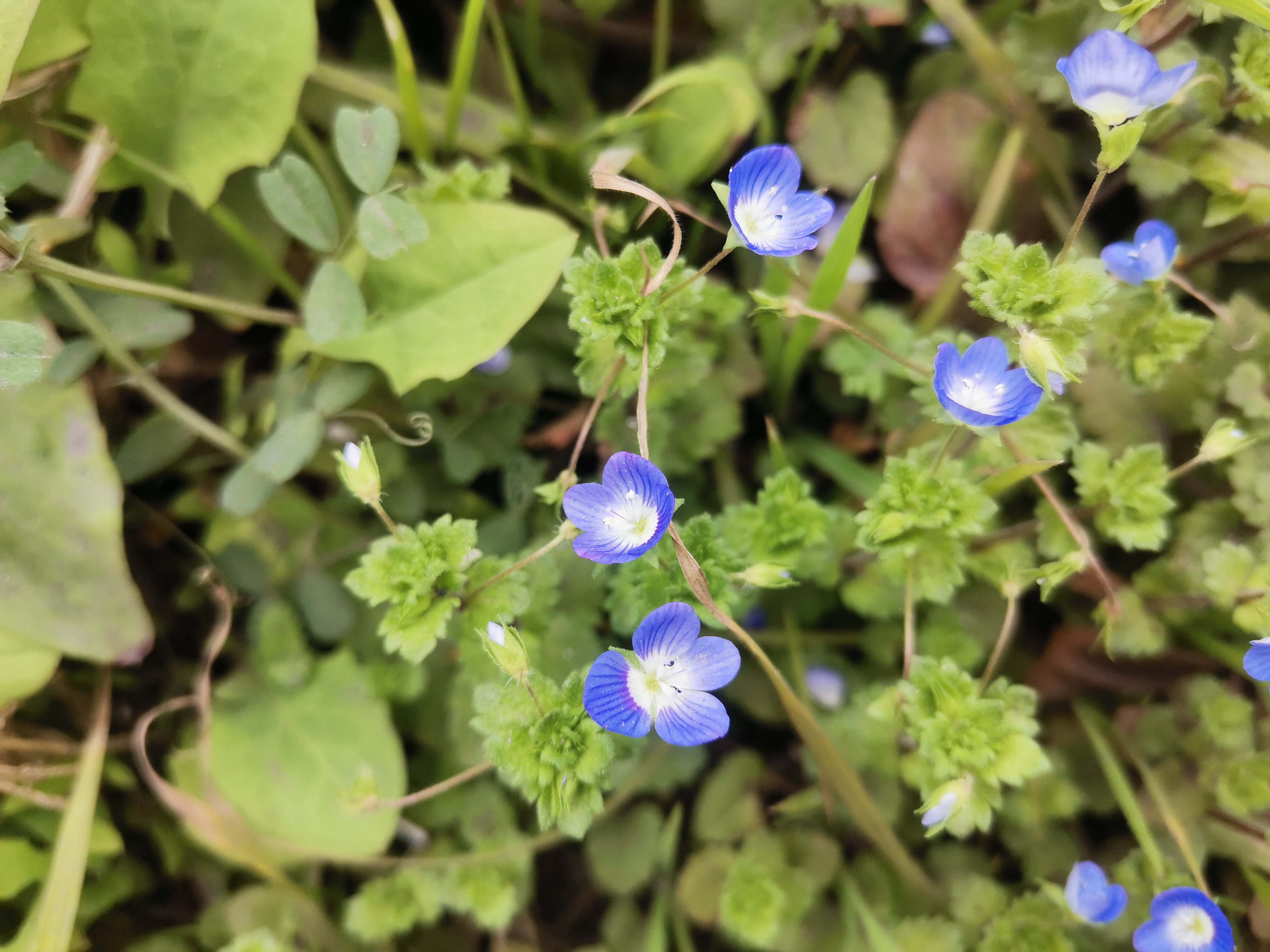 向新而生 鋼城春色惹人憐 向新而生 鋼城春色惹人憐