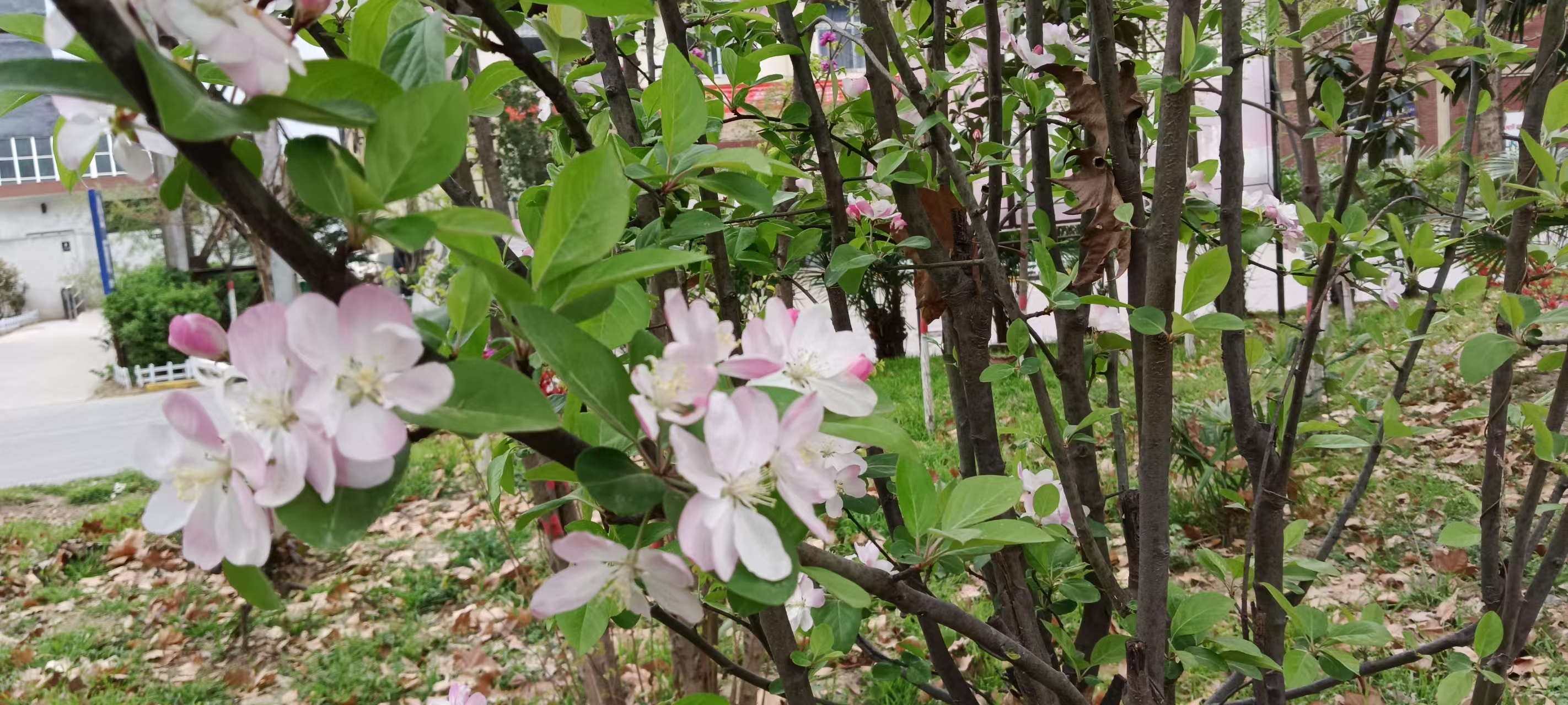 �����ڻ��@Ԋ��