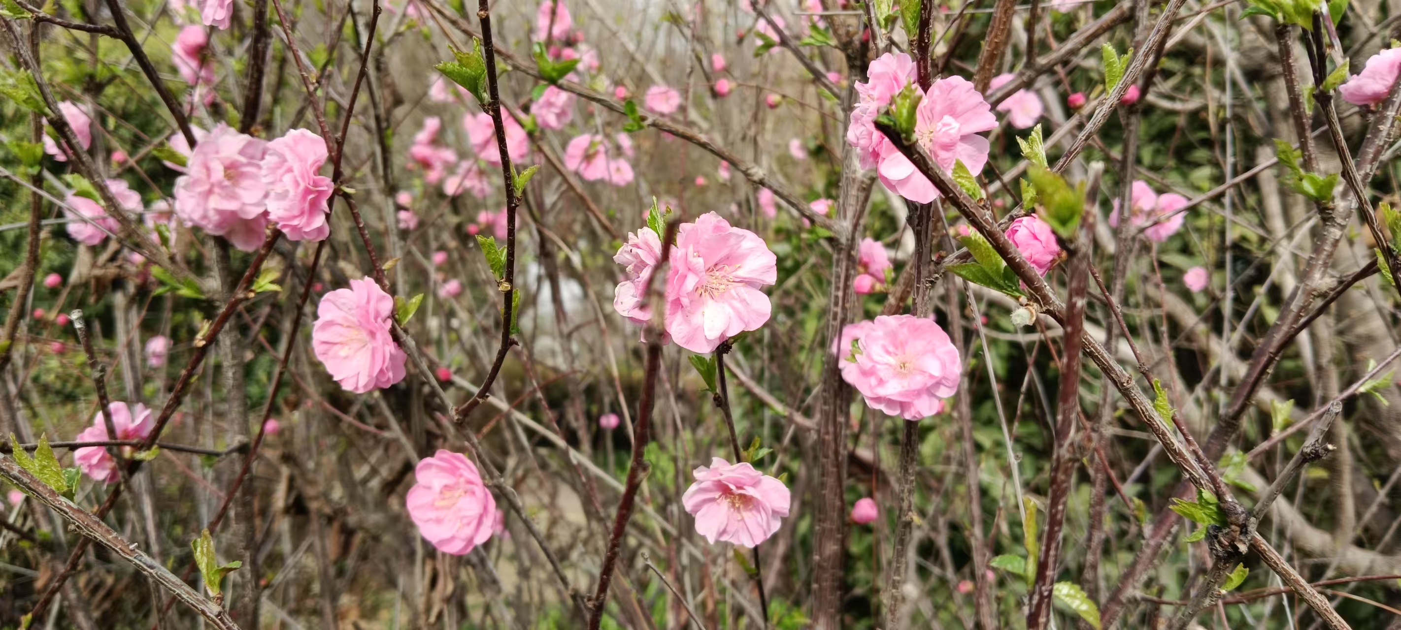 �����ڻ��@Ԋ��