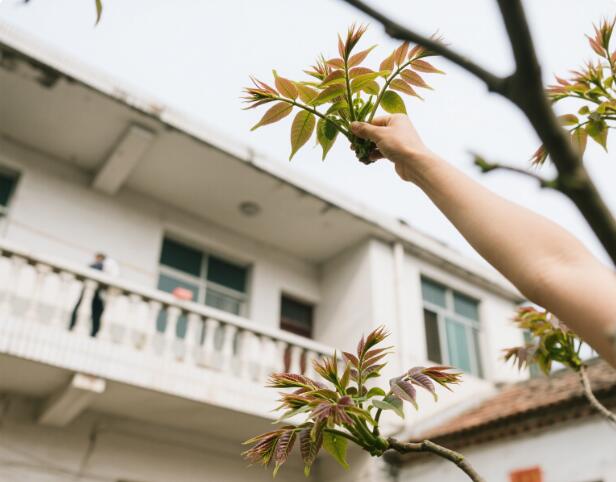 香椿香里憶流年 香椿香里憶流年
