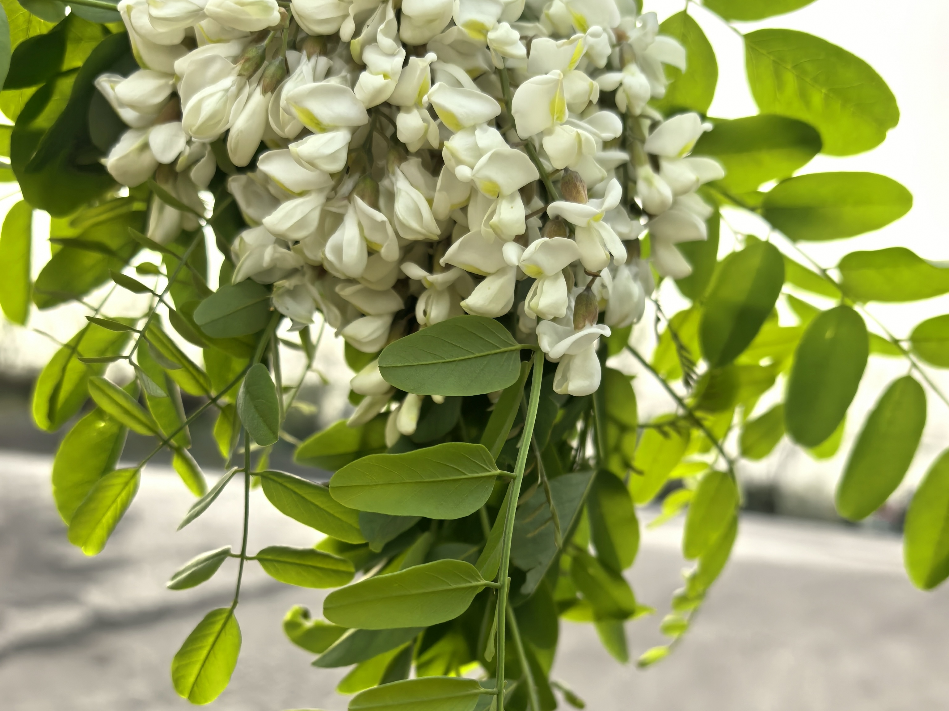 槐花麥飯里的草木風骨 槐花麥飯里的草木風骨