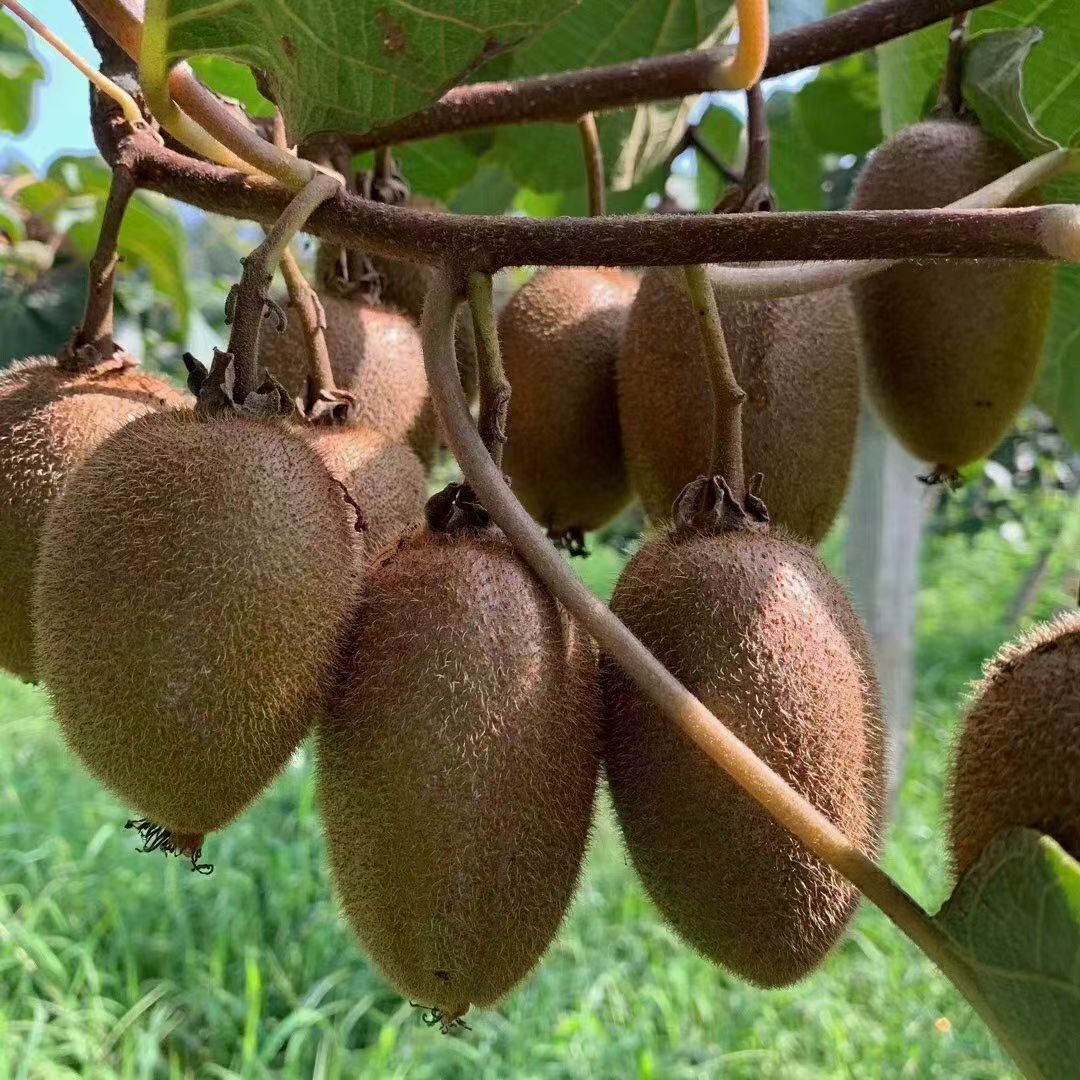 獼猴桃熟滿(mǎn)架 秦嶺果韻里掛牽 獼猴桃熟滿(mǎn)架 秦嶺果韻里掛牽