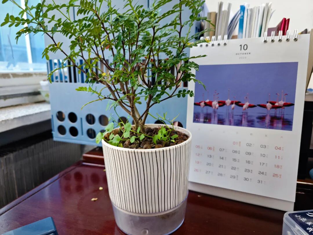 一方墨綠 一方墨綠