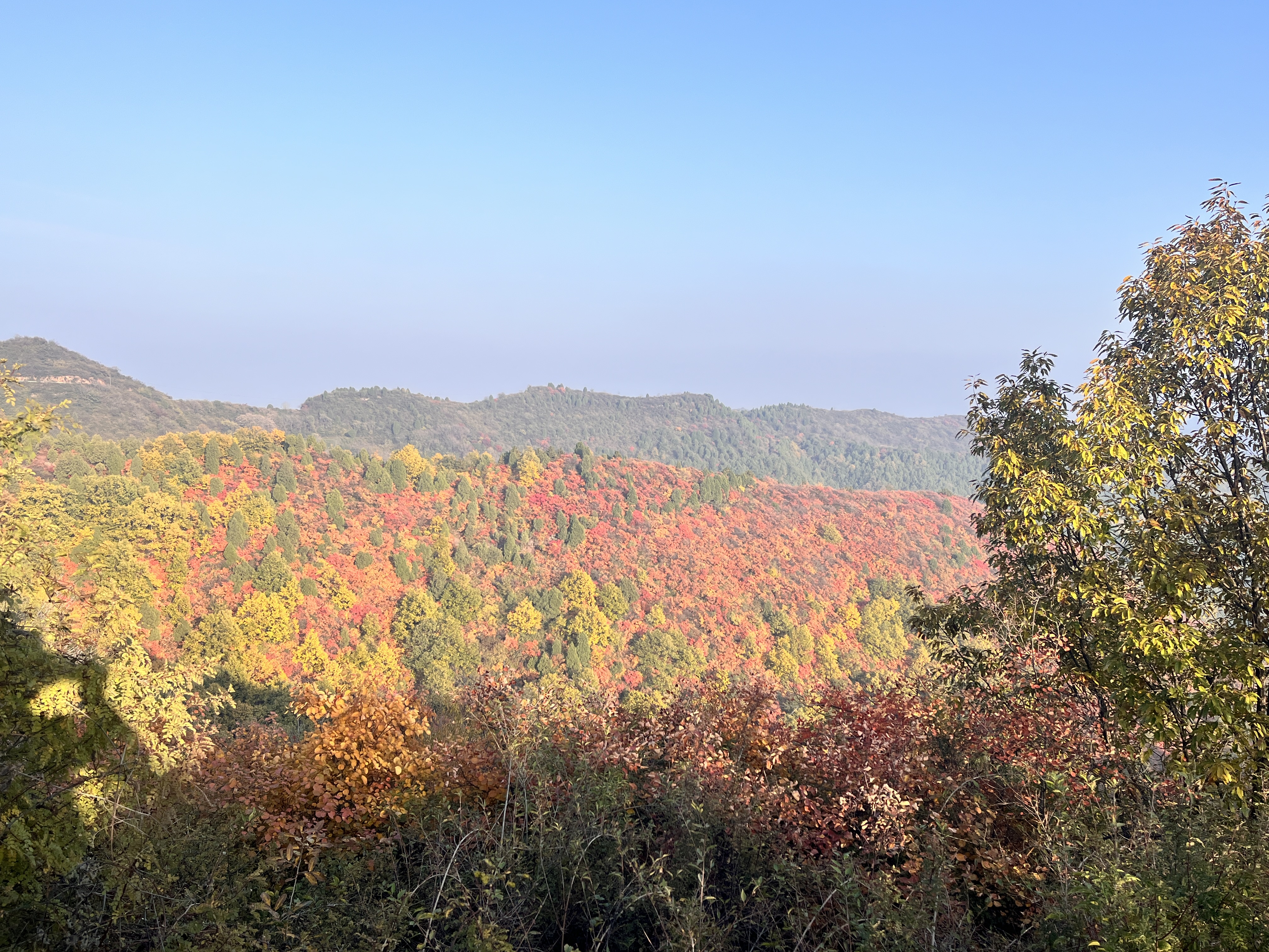 香山秋濃 紅葉寄情 香山秋濃 紅葉寄情